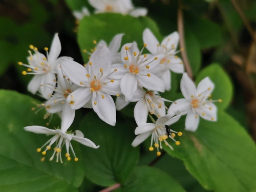 Fuzzy Deutzia reference