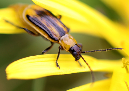 Western Corn Rootworm reference