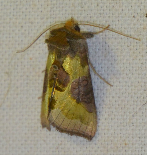 Burnished Brass reference