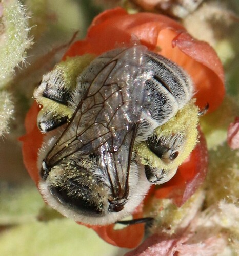 Globe Mallow Bee reference