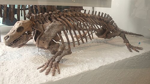 Diadectes reference