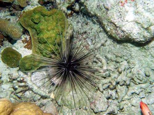 Long-spined Sea Urchin reference