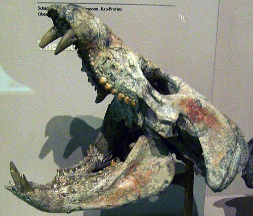 Diademodon reference