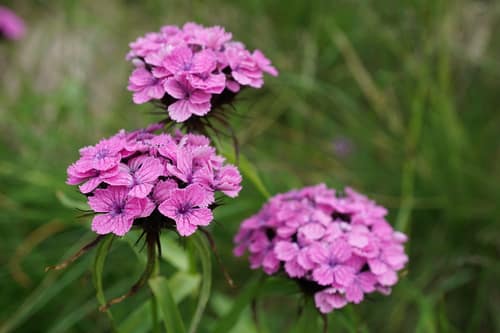 Sweet William reference