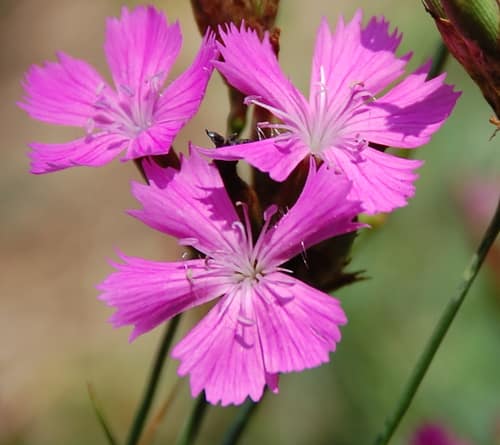 Carthusian Pink reference