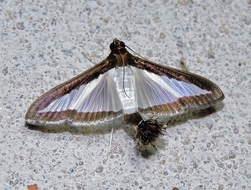 Melonworm Moth reference