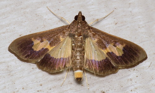Pickleworm Moth reference