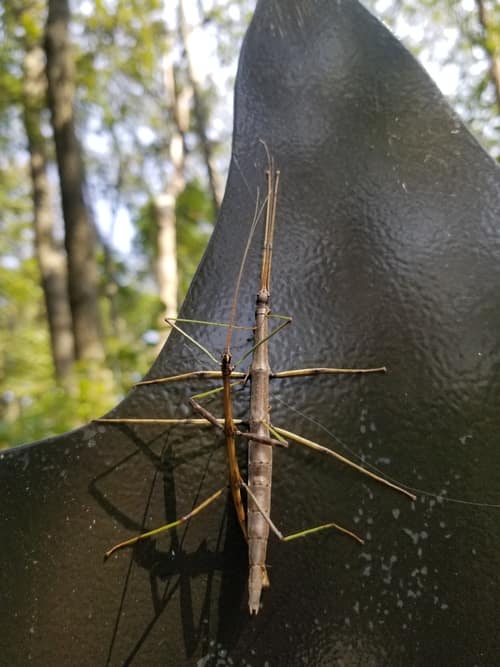 Northern Walkingstick reference