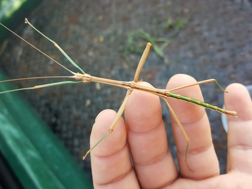 Prairie Walkingstick reference