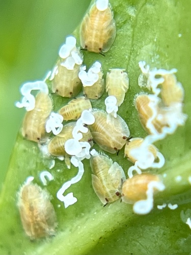 Asian Citrus Psyllid reference
