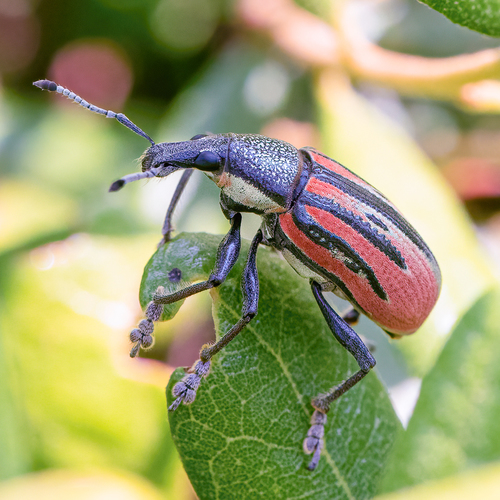 Diaprepes Root Weevil reference
