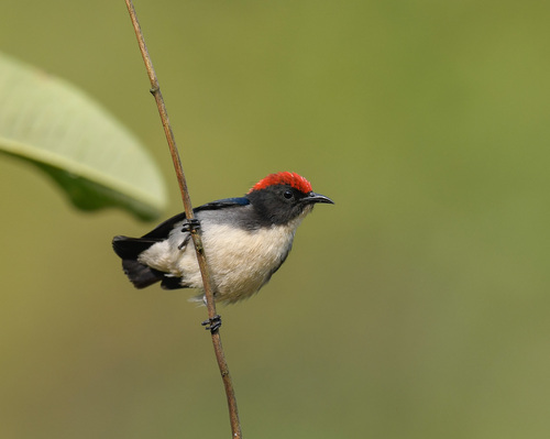 Scarlet-backed Flowerpecker reference