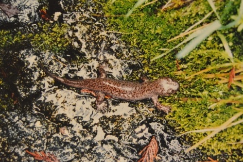 Idaho Giant Salamander reference