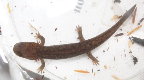 Cope's Giant Salamander reference