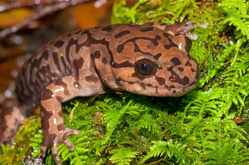 Coastal Giant Salamander reference