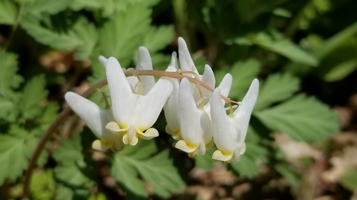 Dutchman's Breeches reference