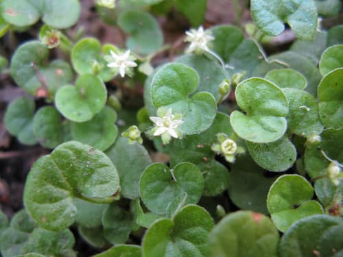 Kidney Weed reference