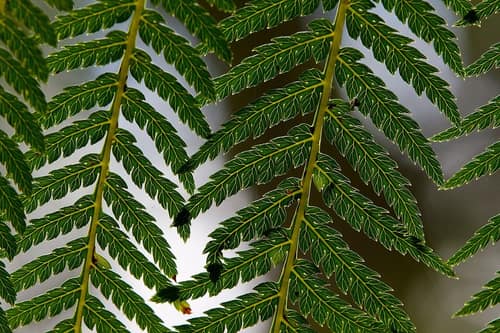 Soft Tree Fern reference
