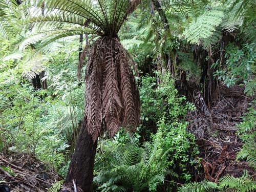 Golden Tree Fern reference