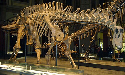 Dicraeosaurus reference