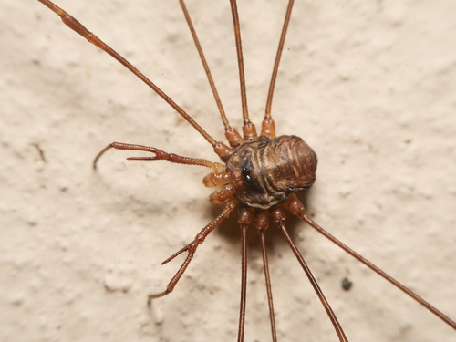 Horned Harvestman reference