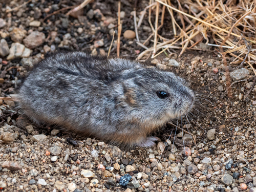 Collared Lemming reference