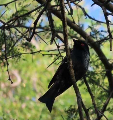 Square-tailed Drongo reference