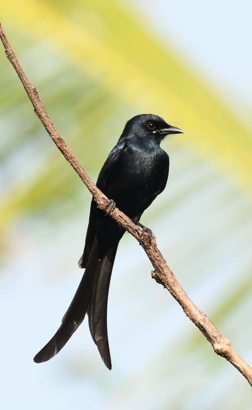 Black Drongo reference