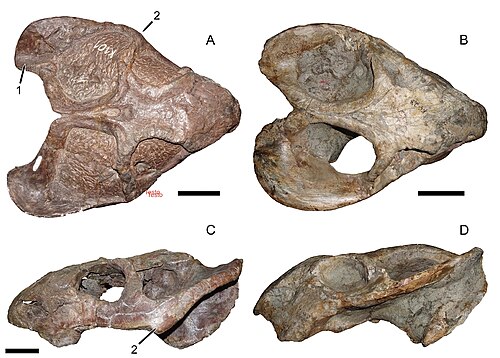 Dicynodon reference