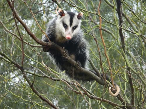 White-eared Opossum reference