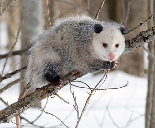 Virginia Opossum reference