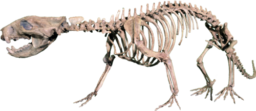 Didelphodon reference