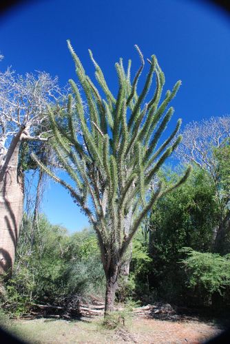 Octopus Tree reference