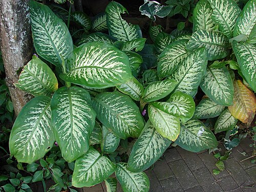 Spotted Dumbcane reference