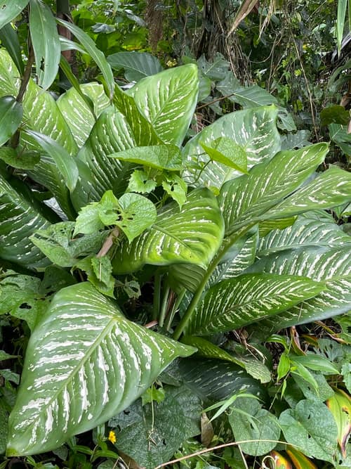 Dumb Cane reference