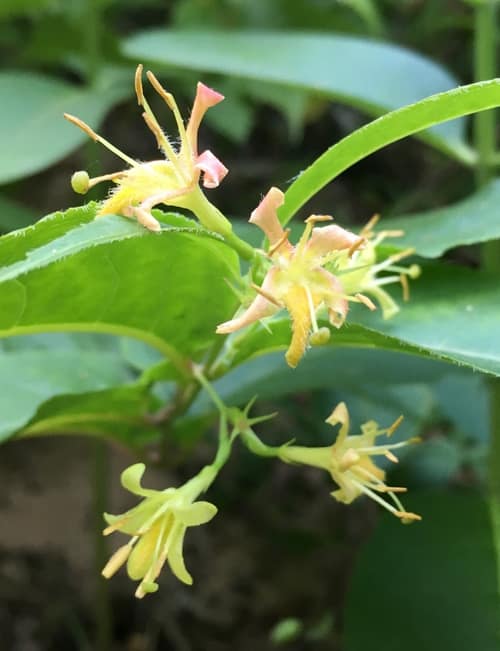 Northern Bush Honeysuckle reference