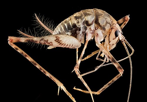 Greenhouse Camel Cricket reference