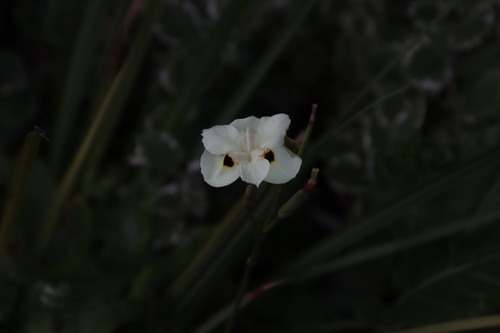 Yellow Wild Iris reference