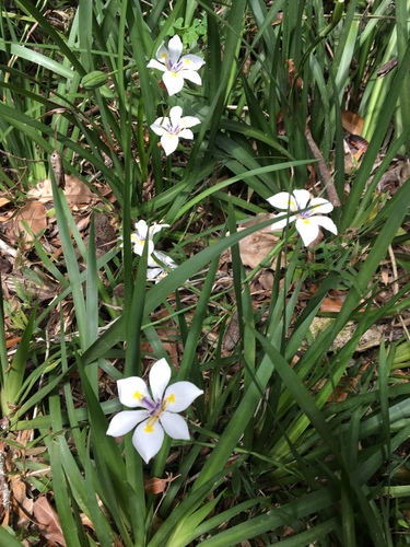 Forest Wild Iris reference