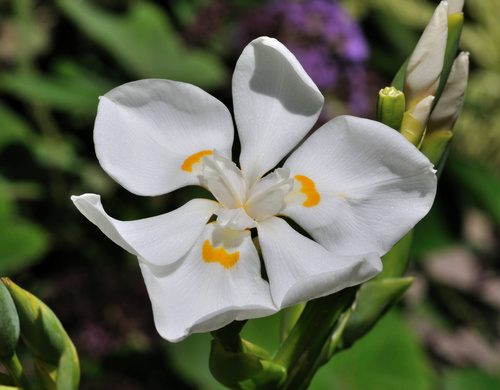 Lord Howe Wedding Lily reference