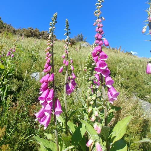 Common Foxglove reference
