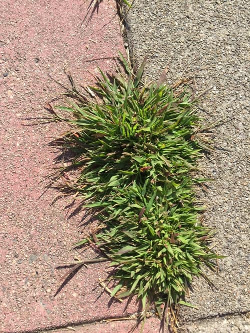 Smooth Crabgrass reference