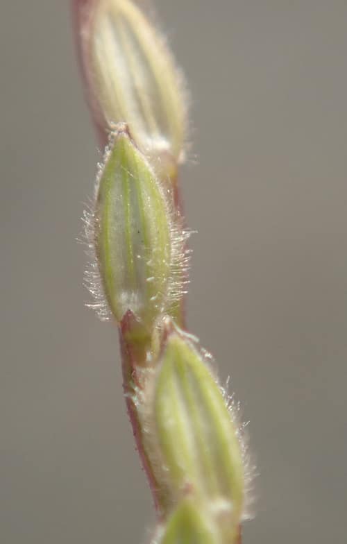 Hairy Crabgrass reference