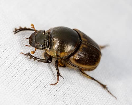 Gazelle Dung Beetle reference