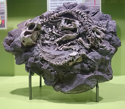 Diictodon reference