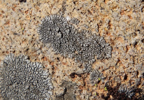 Radiate Dimelaena Lichen reference