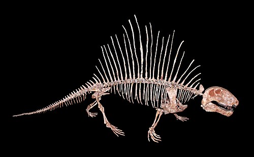 Dimetrodon reference