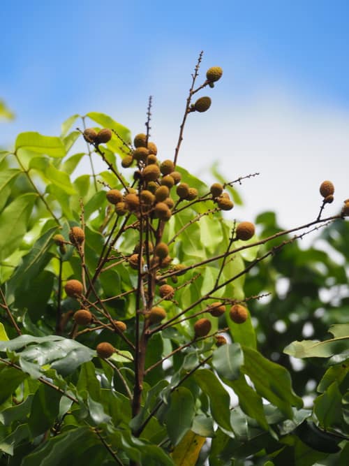 Longan reference