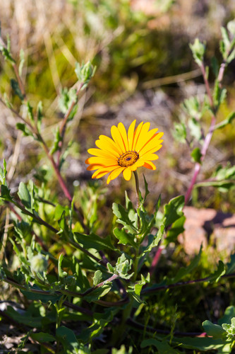 Cape Marigold reference