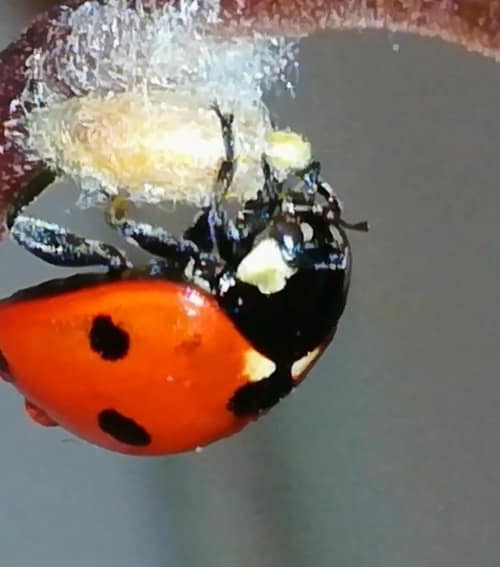 Ladybird Parasitoid Wasp reference